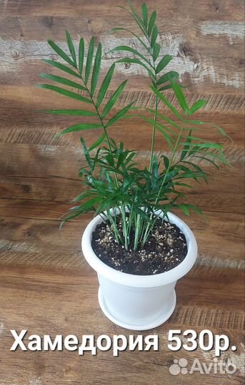 Нефролепис