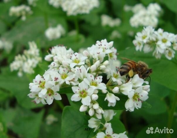 Мёд 24 года из Алтая опт