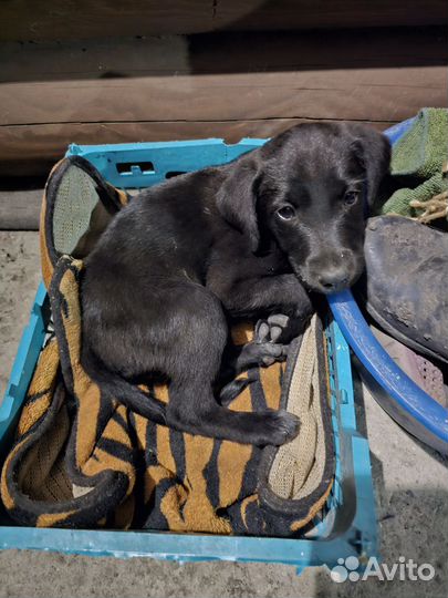 Метис лабрадора