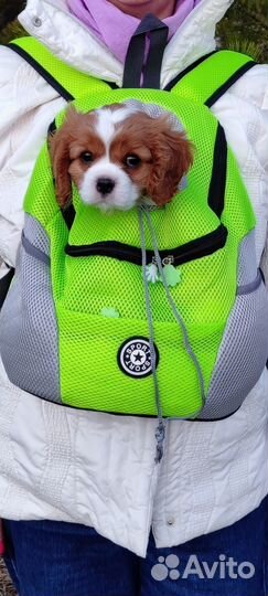 Новая переноска-рюкзак для собак и кошек