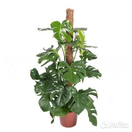 Неприхотливые растения