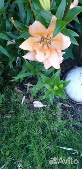 Лилейники сортовые махровые и лилия