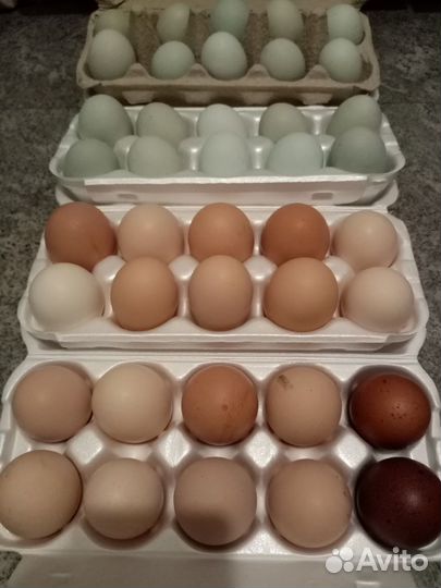 Яйца куриные деревенские