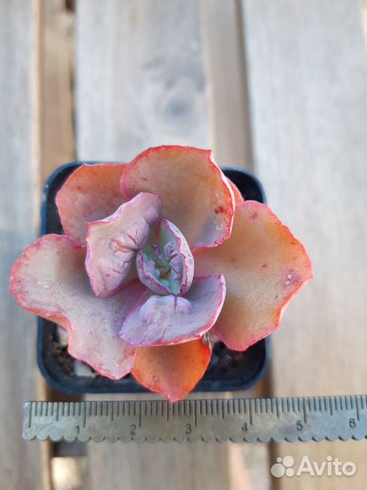 Суккуленты