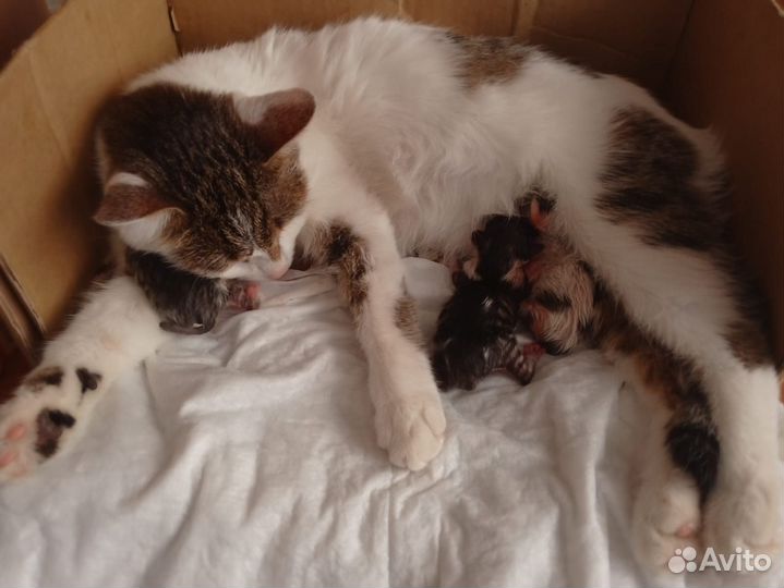 Отдам в добрые руки