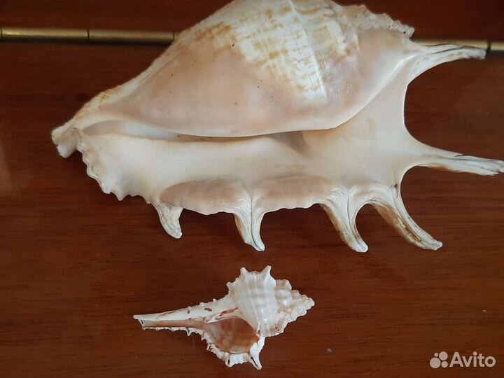 Морские ракушки раковины