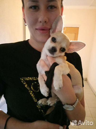 Стрижка собак и кошек