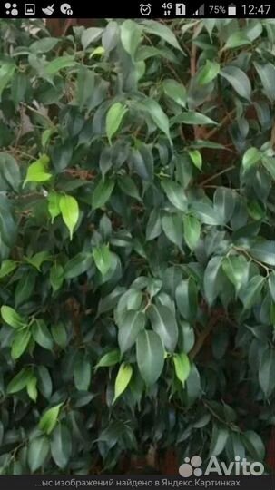 Фикус Бенджамина Наташа