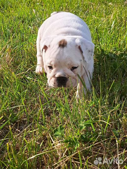 Английский бульдог