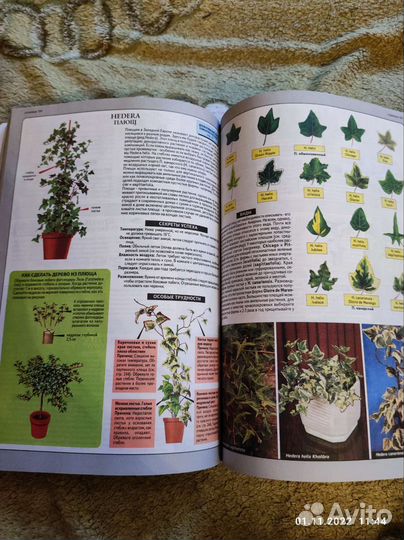 Всё о комнатных растениях