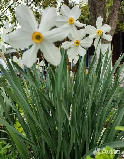 Нарцисс луковицы