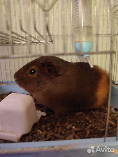 Морская свинка с клеткой бесплатно