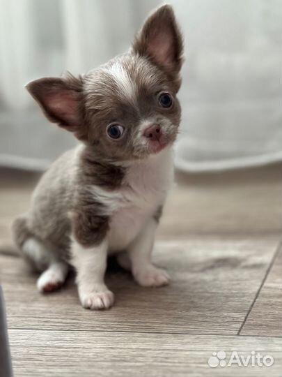 Чихуахуа из питомника