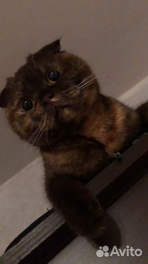 Британская вислоухая кошка