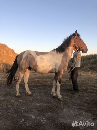 Лошади тяжи, полутяжи