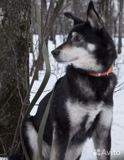 7-летний социальный Джоник надеется найти семью