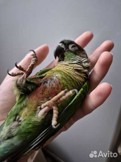 Ручные попугаи выкормыши