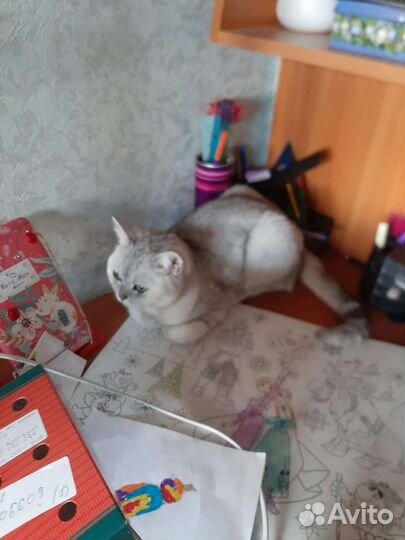 Британская