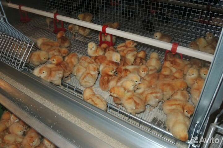 Цыплята Хайсекс