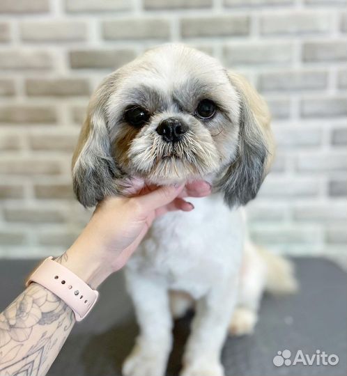 Стрижка собак