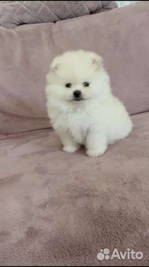 Мальчик Шпиц