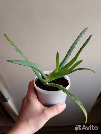 Алоэ столетник