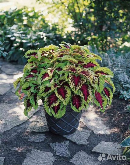 Колеус. Растение для дома и сада