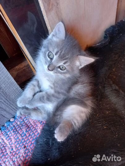 Отдам котят