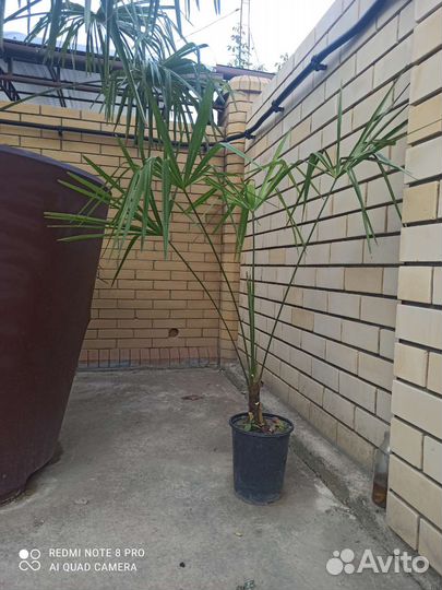 Пальма Трахикарпус