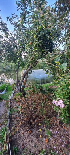 Участок 3,7 сот. (СНТ, ДНП)