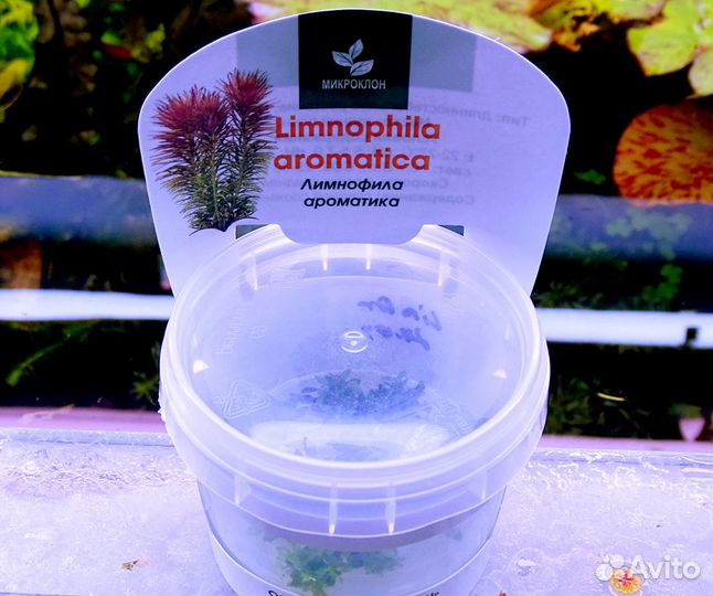 Лимнофила ароматика (Limnophila aromatica) мерист