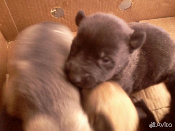 Отдам бесплатно в добрые руки щенков