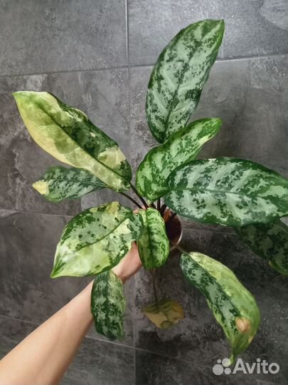 Агланемы вар