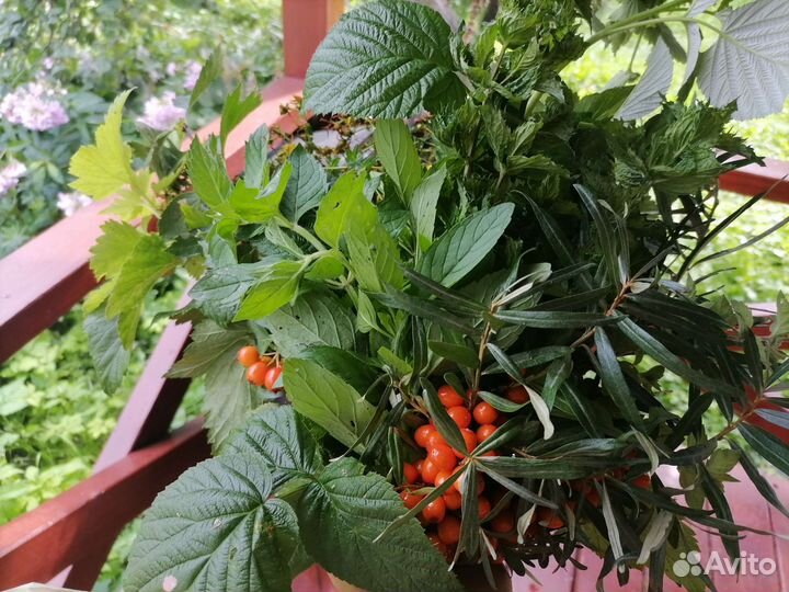 Букет для чая из лекарственных трав,Пучки трав