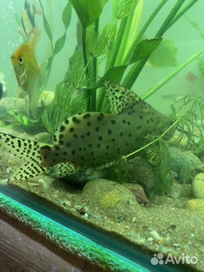 Аквариумный сом