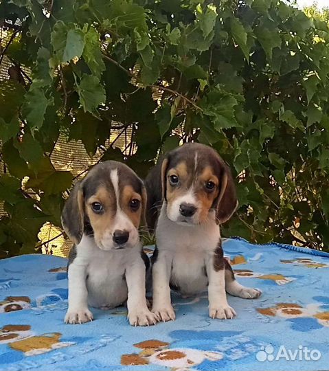 Щенки бигль