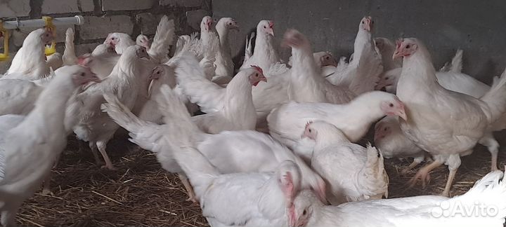 Куры несушки