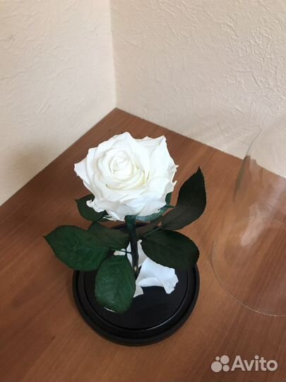 Живая вечная роза