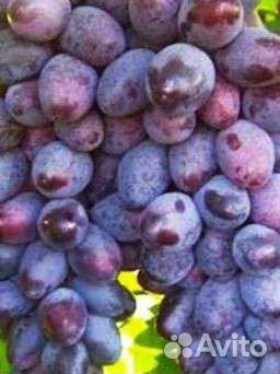 Саженцы винограда