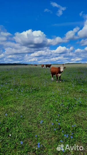 Телки Герефорд класса класса элита и элита-рекорд