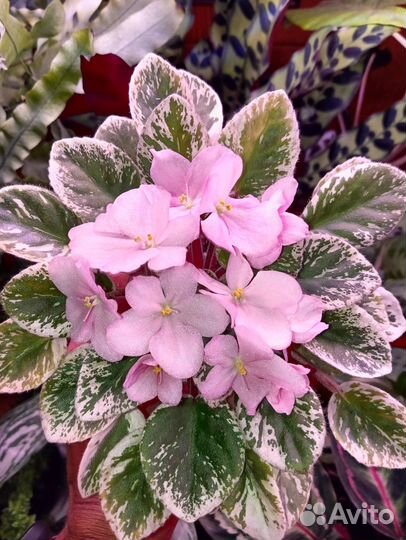 Фиалка сортовая Н -Мой ангел