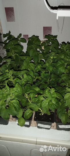 Рассада петунии