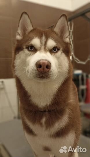 Стрижка собак и кошек