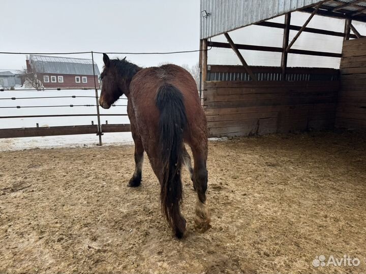 Жеребец производитель