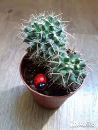 Кактусы сортовые