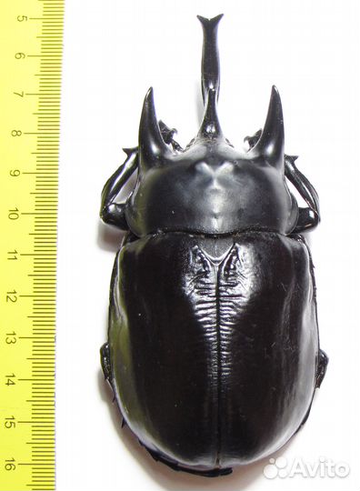 Жук-носорог Megasoma actaeon Перу