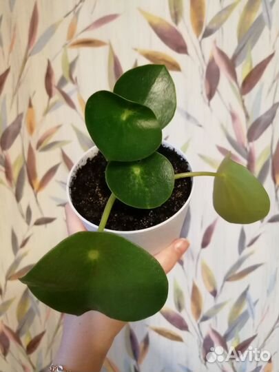 Комнатные растения