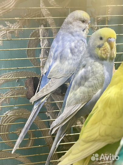 Радужный волнистый попугай