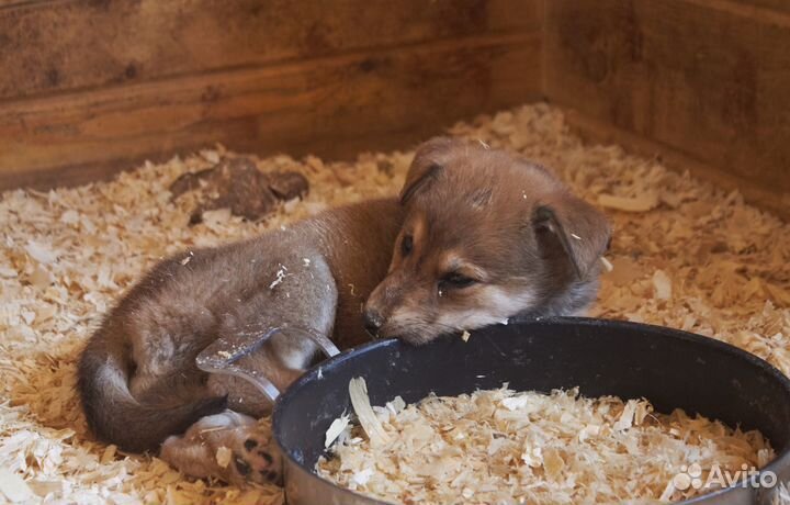 Письмо Маме (щенки из отлова)