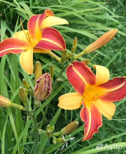 Лилейник, колеус, пион